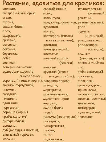 Какую можно давать кроликам траву, а какую давать нельзя?