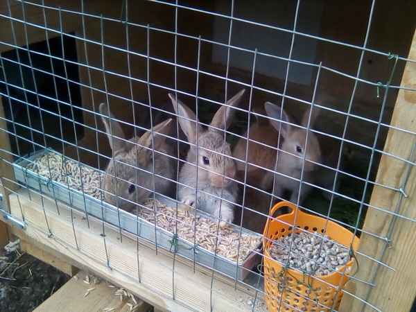 В каком возрасте нужно отсаживать крольчат от крольчихи?