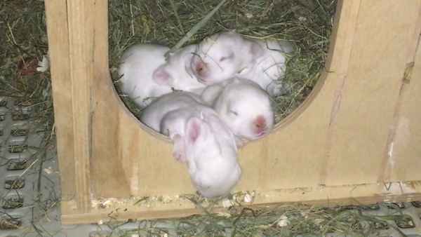 Через сколько дней крольчата вылезают из гнезда