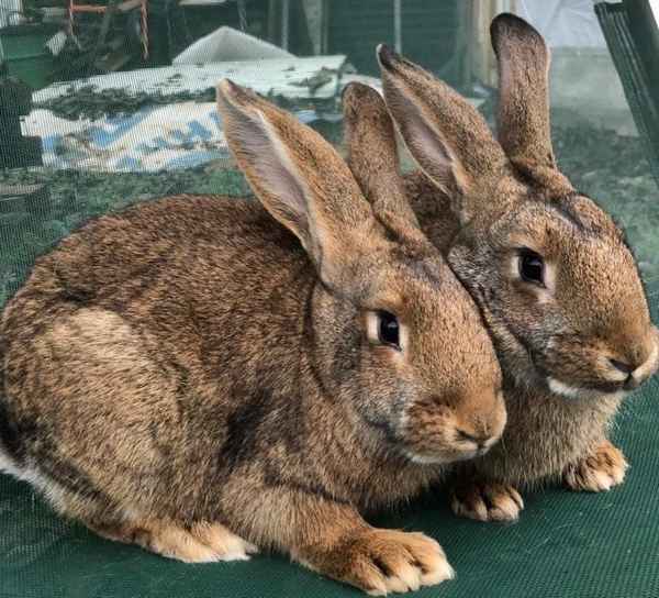 Кролики мясных пород