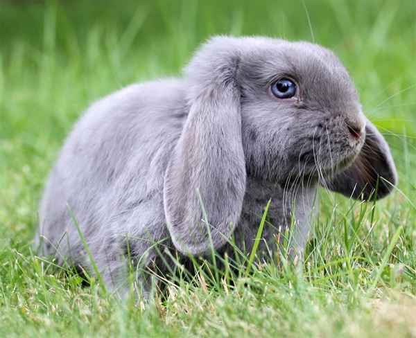 Вислоухий кролик бapaн: описание породы, особенности содержания и ухода