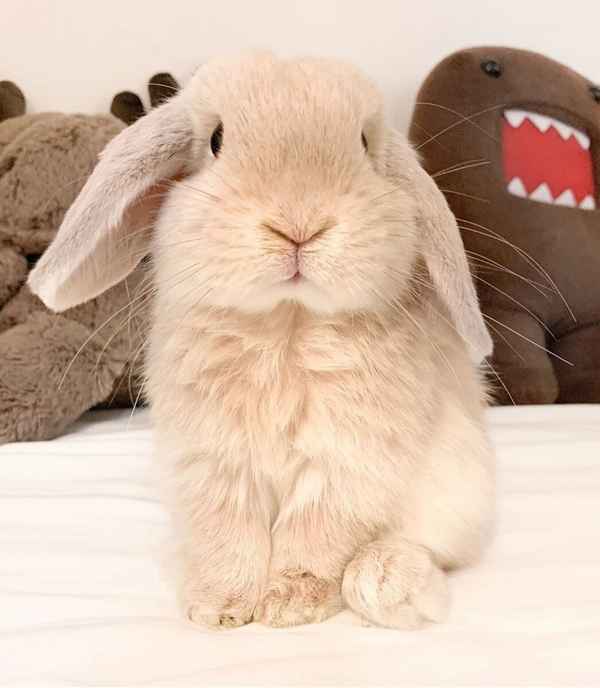 Голландский вислоухий кролик
