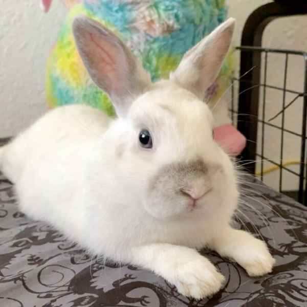 Продолжительность жизни декоративных кроликов