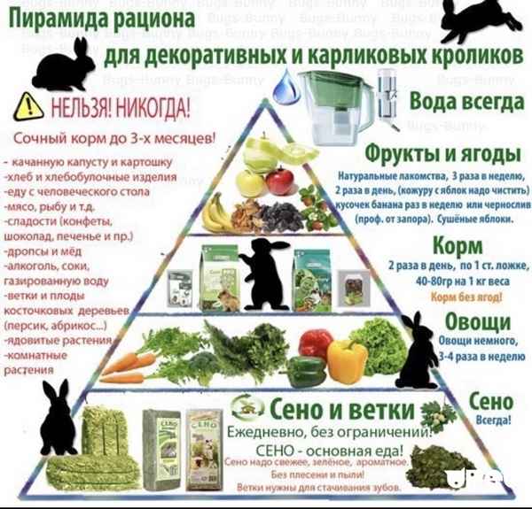 Чем и как правильно кормить декоративного кролика в домашних условиях