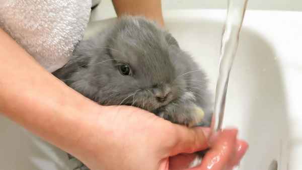 Можно ли мыть кроликов в домашних условиях?
