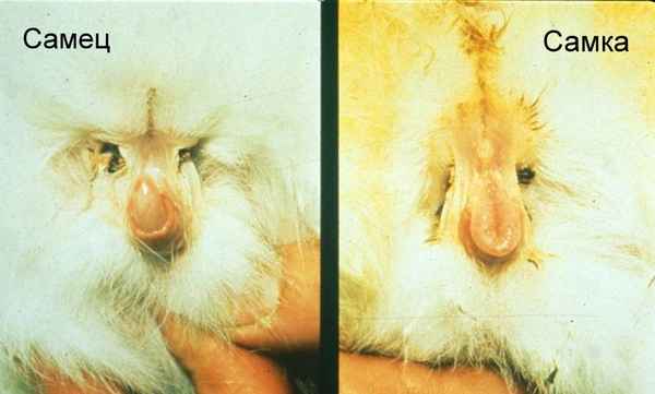 Как правильно определить пол кролика