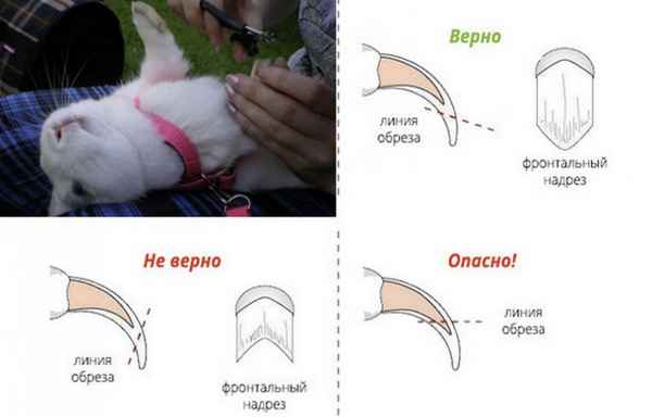 Как правильно подстричь кролику когти в домашних условиях