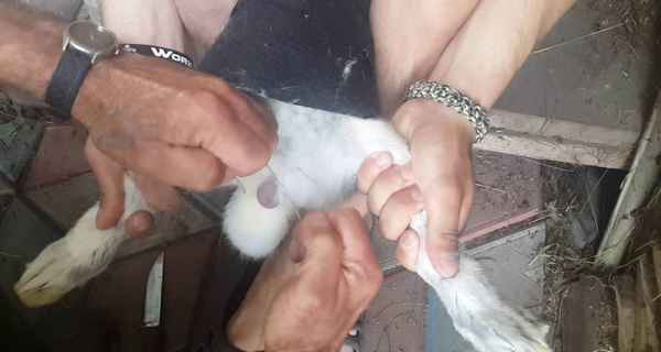 Как самому кастрировать кролика в домашних условиях?