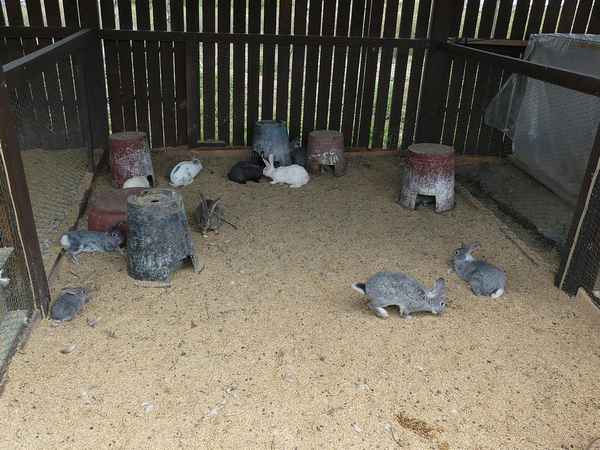 Содержание кроликов в вольерах: плюсы и минусы, особенности обустройства