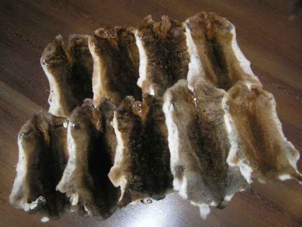 Как вычинить шкурку кролика дома