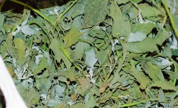 Можно ли давать траву лебеду кроликам?