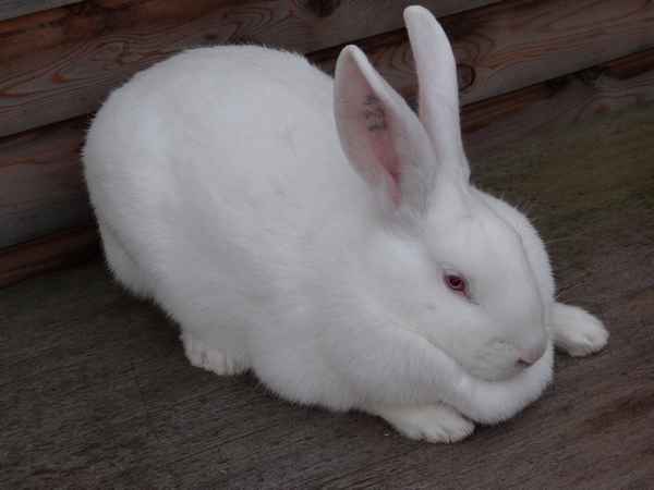 Всё о породе кроликов Белый великан