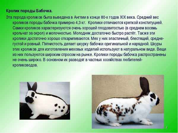 Кролик породы Бабочка: хаpaктеристика и описание, как разводить и ухаживать за породой