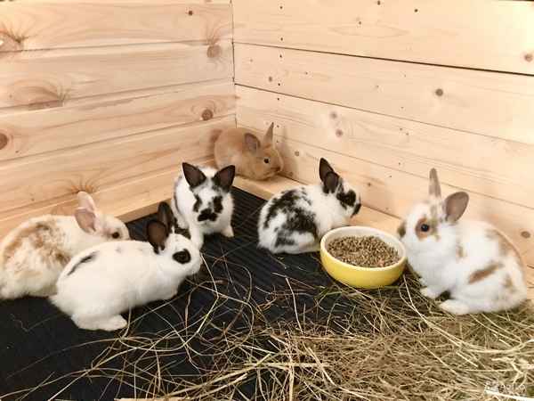 Разведение декоративных кроликов