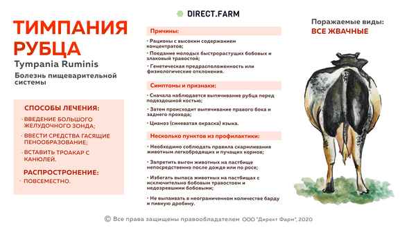 Тимпания рубца у коровы: симптомы и лечение