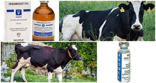Чем лечить телязиоз у коровы?