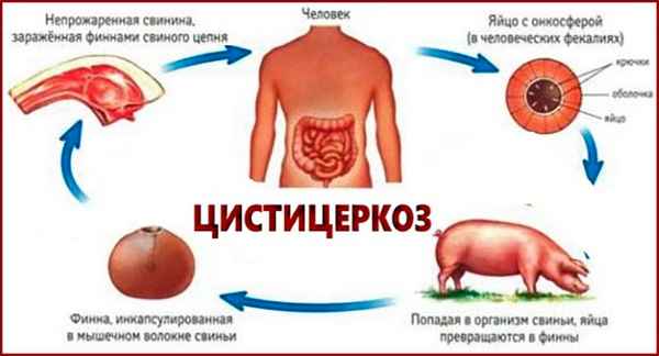 Цистицеркоз крупного рогатого скота: симптомы и лечение