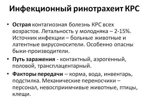 Инфекционный ринотрахеит КРС: симптомы и лечение
