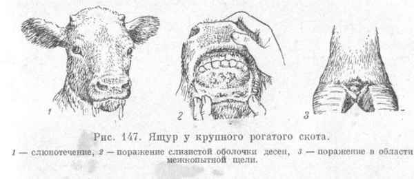 Ящур крупного рогатого скота: симптомы и лечение
