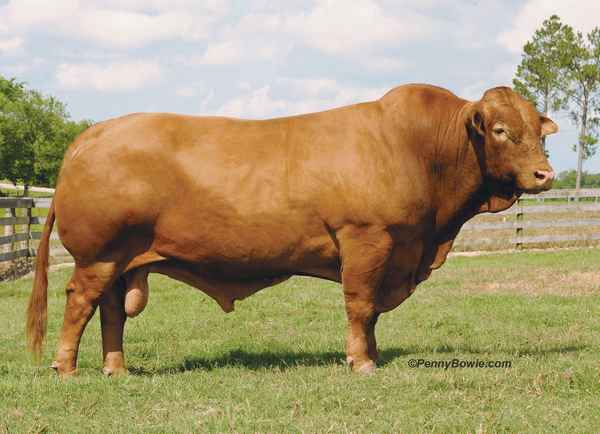 Мясные породы КРС