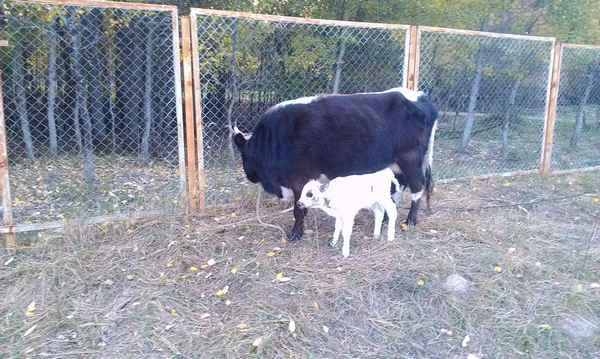 Якутская мини-корова: хаpaктеристика, уход и кормление