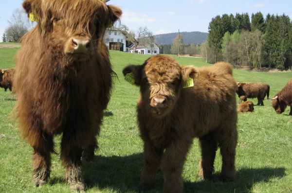 Мини-коровы хайленд: хаpaктеристика, уход и кормление