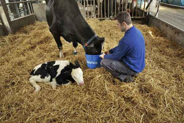 Как кормить корову после отёла в домашних условиях