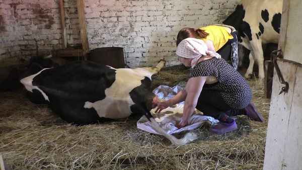 Когда и как запускать корову перед отёлом