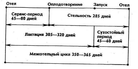 Период лактации у коров: стадии развития и продолжительность