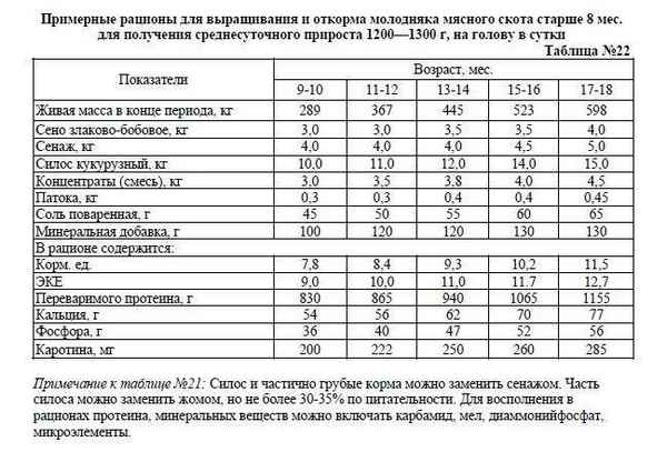 Особенности откорма бычков на мясо: эффективный рацион и правила кормления