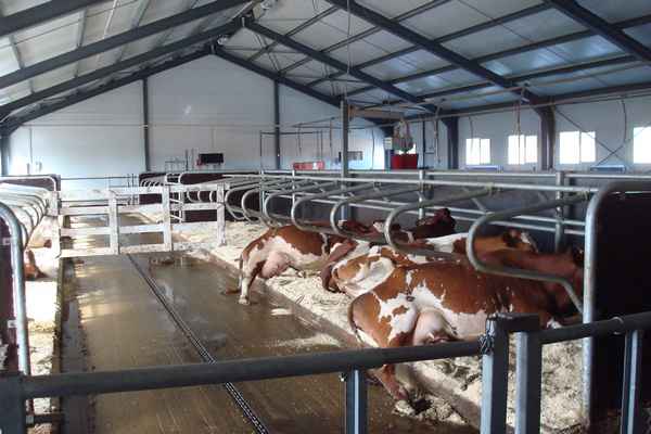 Как построить ферму для КРС: основные принципы и требования