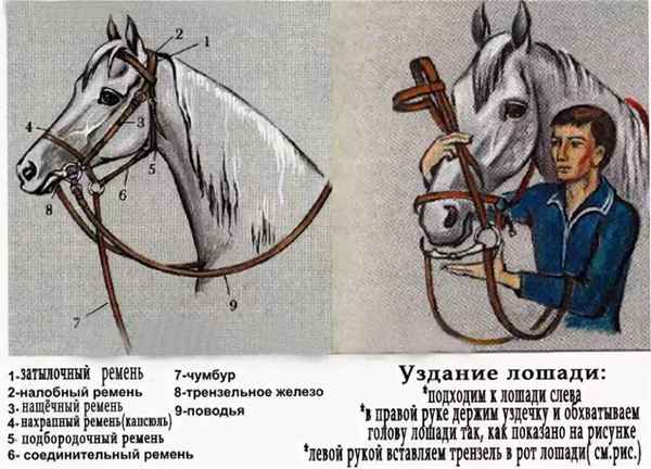 Уздечка для лошади: как сделать своими руками, как правильно её надеть