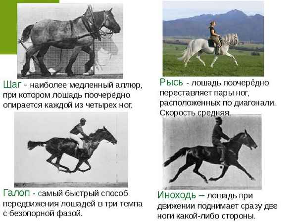 Аллюры лошадей: разновидности бега, их описание и хаpaктеристика