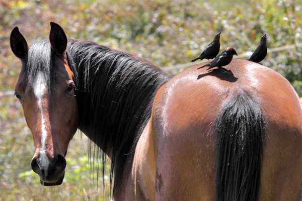 Лошадиный круп