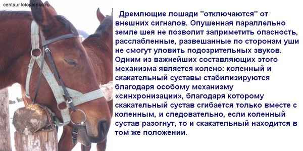 Как, сколько и в каком положении спят лошади