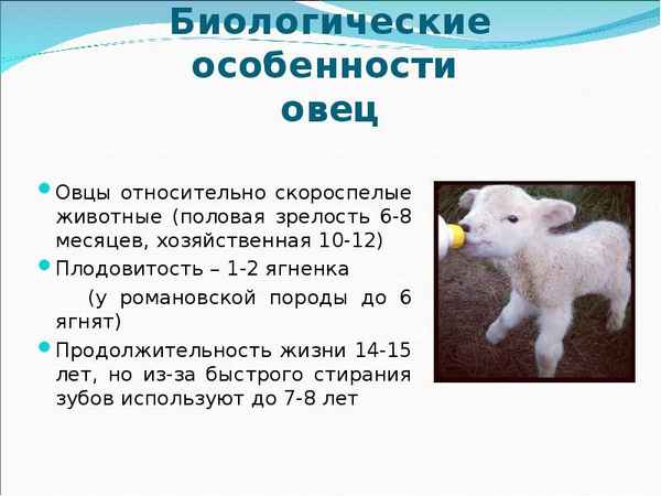 Сколько лет живут домашние бapaны и овцы?