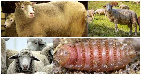 Эстроз овец — овечий овод: диагностика, симптомы заболевания
