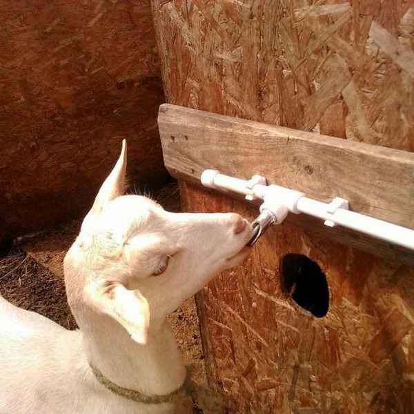 Кормушки, поилки, ясли для овец — самостоятельное изготовление