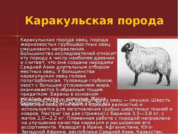 Каpaкульская порода овец: особенности, описание