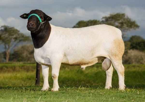 Овцы породы дорпер: особенности породы, описание