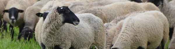 Порода овец Романовская: внешний вид, достоинства и недостатки, уход