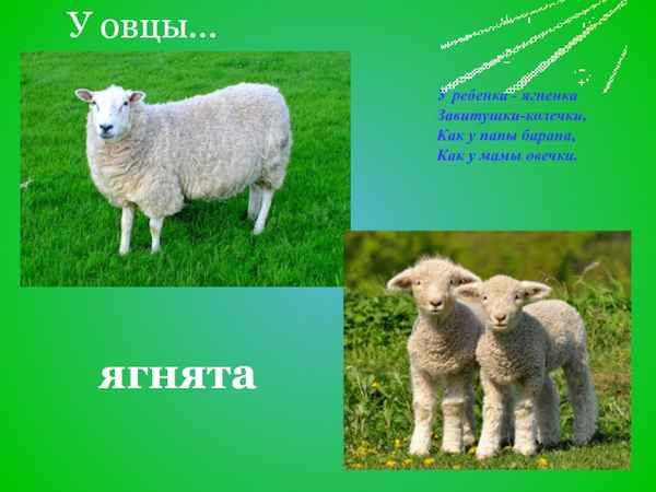 Ягненок: чей детёныш, интересные факты