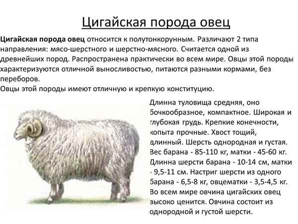 Цигайская овца: описание и особенности породы