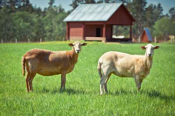 Катумские гладкошёрстные овцы: описание, достоинства и недостатки породы