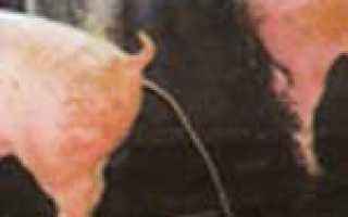 Понос у поросят: основные причины, как и чем лечить молодняк и взрослых особей