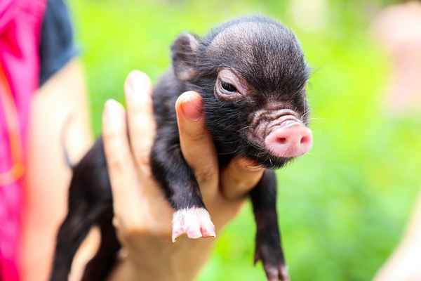 Карликовая домашняя свинья (мини-пиг): особенности ухода и содержания
