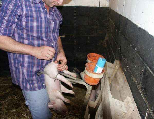 Как самому кастрировать поросят в домашних условиях