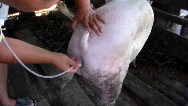 Искусственное оплодотворение свиней в домашних условиях