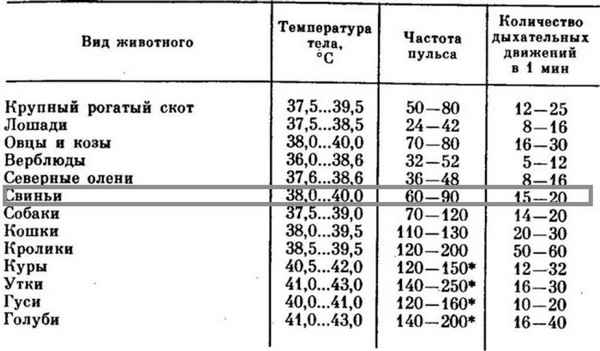 Какая температура у свиней считается нормальной