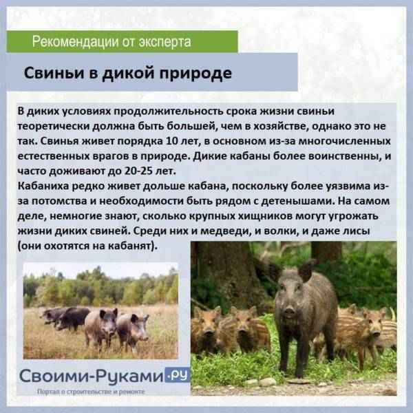 Сколько лет свиньи живут в домашних условиях и в дикой природе